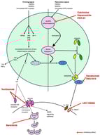 Schematic representation of the role in pathophysiology of the therapies currently undergoing clinical trials in CPPD disease and in gout (pipeline drugs for CPPD disease). Abbreviations: NLRP3, nucleotide-binding domain, leucine-rich-containing family, pryrin domain-containing 3; MAPK, mitogen-activated protein kinase; PAMPs, pathogen-associated molecular patterns; DAMPs, damage-associated molecular patterns; TNF, tumor necrosis factor; GSDMD, Gasdermine D; NGSDMD, N-terminal Gasdermine D; IL-1β, interleukin-1β; GP130, Glycoprotein 130; JAK, janus kinase; STAT, signal transducer and activator of transcription; IL-1RA, interleukin-1 receptor; IL-1RAcP, interleukin-1 receptor accessory protein.