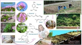 Representative flowering individuals and natural habitats of the newly introduced Thymus species included in the study: (A) Thymus longedentatus; (B) Thymus pannonicus; (C) Thymus zygioides.
