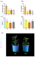Effects of plant growth regulators (PGRs) on the number of lateral buds, fresh weight of lateral buds, bud suppression efficacy, and suppression rate in Pepino. (A) Lateral bud number; (B) fresh weight of lateral buds (g); (C) bud suppression rate (BSR) (%); (D) bud suppression efficacy (BSE) (%); (E) representative images of CK and TA-treated plants showing the bud suppression phenotype. Bars represent means ± SE (n = 12 plants from 3 independent experiments with 4 plants each). Individual data points are overlaid as semi-transparent circles to illustrate biological variation. Different letters above bars indicate significant differences among groups (p < 0.05, Tukey’s HSD test).