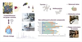 Mean values of the concentration of the groups of non-anthocyanin phenolic compounds of varietal wines from the two vintages 2023 and 2024. Variety codes are defined in Table 1. HBA: Hydroxybenzoic acids; HCA: Hydroxycinnamic acids; HCATE: Hydroxycinnamic acid tartaric esters.