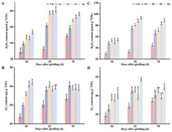 Effects of girdling on reactive oxygen species (ROS) metabolism in leaves. (A,B) denote the contents of H2O2 and O2⋅− under girdling treatment at the peak flowering stage, respectively; whereas (C,D) represent the corresponding activities observed 10 days post-anthesis. Values represent means ± SE (n = 3). Different lowercase letters indicate significant differences between treatments at the same time point (p < 0.05).