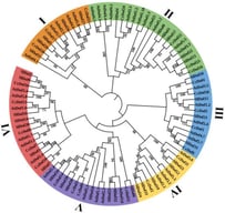 Phylogenetic analysis of Dof family members in Citrus clementina (Cc), Solanum lycopersicum (Sl) and Arabidopsis thaliana (At). The evolutionary tree was constructed using the neighbor-joining method and is categorized into six clades (I-VI), highlighted with different colors.
