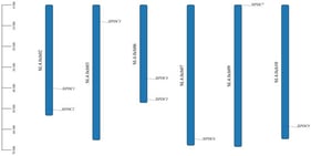 Chromosomal localization of tomato SlPDCs.