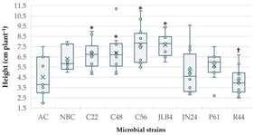 Effect of plant growth-promoting rhizobacteria on height of lisianthus [Eustoma grandiflorum (Raf.) Shinners] cv. Mariachi Blue Double plants 149 days after sowing. Box-and-whisker plots represent individual plant values (n = 6–12 per treatment), shown as circles. Boxes indicate the interquartile range (25–75%), the horizontal line within the box represents the median, the “×” indicates the mean, and whiskers indicate the minimum and maximum values. Symbols denote significant differences according to Dunnett’s test (p ≤ 0.05): * vs absolute control (AC) and † vs nutrient broth control (NBC). AC: Absolute control, NBC: Nutrient broth control, C22: Bacillus pumilus, C48: Acinetobacter vivianii, C56: Achromobacter xylosoxidans, JLB4: Arthrobacter pokkalii, JN24: Arthrobacter enclensis, P61: Pseudomonas tolaasii and R44: Bacillus pumilus.