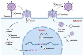 Schematic representation of the replication cycle of an enveloped retrovirus (Baltimore Group VI). The infection process includes (1) receptor-mediated binding, (2) membrane fusion and entry, (3) reverse transcription of the single-stranded RNA genome into double-stranded viral DNA, (4) integration of proviral DNA into the host genome, (5) transcription by host RNA polymerase II, (6) translation of viral proteins in the cytoplasm, (7) assembly of viral RNA and structural proteins into core particles, (8) budding from the plasma membrane, and (9) release of mature virions. Essential trace metals such as Zn, Fe, Cu, and Se can modulate multiple stages of viral pathogenesis, influencing viral enzyme activity, redox balance during replication, structural stability of viral proteins, and host immune responses. Viral RNA, proviral DNA, and structural proteins are represented as distinct molecular entities. This retroviral model is presented to illustrate defined molecular stages of viral infection; reverse transcription and genome integration are not universal features of all RNA viruses. Created in Biorender (https://BioRender.com).