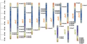 Chromosomal location distribution of Dof genes in P. vulgaris.