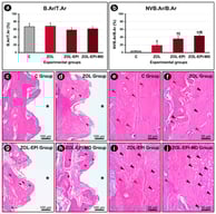 Percentage of total bone tissue (B.Ar/T.Ar), percentage of non-vital bone tissue (NVB.Ar/B.Ar) and histopathological appearance of peri-implant bone tissue: (a) graph showing the B.Ar/T.Ar for groups C, ZOL, ZOL-EPI, and ZOL-EPI-MD; (b) graph showing the NVB.Ar/B.Ar for groups C, ZOL, ZOL-EPI, and ZOL-EPI-DM; (c–j) photomicrographs showing the quantity and pattern of cellularity and structuring of the bone tissue located between the implant coils in groups C (c,e), ZOL (d,f), ZOL-EPI (g,i), and ZOL-EPI-DM (h,j). Statistical test: Shapiro–Wilk test and variance analysis (ANOVA) followed by the Tukey post-test. Abbreviations and symbols: †, statistically significant difference in relation to C; ‡, statistically significant difference compared to ZOL; ¶, statistically significant difference compared to ZOL-EPI; *, space previously occupied by the implant coils; black arrows, gaps devoid of osteocytes; red arrows, osteocytes. Staining: HE. Original magnification: 200× (c,d,g,h) and 400× (e,f,i,j). Scale bars: 100 μm (c,d,g,h) and 50 μm (e,f,i,j).