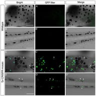 Knockout of Tyr induces strong fluorescence in skin MMs of X. tropicalis tadpoles under GFP filter. (A–D) Images of the dorsal head (A) and tail (B) skin of wild-type tadpoles (A), and the dorsal head (C) and tail (D) skin of F0 Tyr-knockout tadpoles under transmission light. (A′–D′) Corresponding fluorescence images under GFP filter. (A″–D″) Merged images of transmitted light and fluorescence channels. MMs that appear gray due to oocyte-derived melanin in the dorsal skin of F0 Tyr-knockout tadpoles (C–C″). The cyan and white arrowheads indicate gray and colorless MMs under transmitted light, respectively. Scale bars: 100 μm.