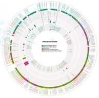 Genomic organization of the MPXV genome, highlighting the distribution of SNPs and STRs across functional gene categories. A visual representation of the fully annotated MPXV assembly genomes (based on the NC_063383 genome annotation). Starting from the outer ring, MPXV genes are displayed and color-coded according to their predicted function: host modulation genes (dark green), surface protein genes (orange), assembly/budding genes (pink), replication/transcription genes (light green), and genes of unknown function (purple). Moving inward, the next track marks the positions of STRs, located either within genes (intragenic) or nearby (upstream or downstream). The following ring shows the number of repeat units for each STR (see scale bar). The innermost circle indicates the annotated SNPs across the genome. The double black lines delimit the ITRs of the MPXV genome.
