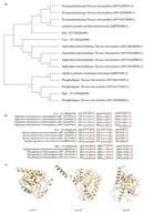 Molecular characterization of the studied esterases. (A) Phylogenetic analysis of Ces1-ET, Est1-ET and Plp1-ET sequences. (B) Amino acid compositions of the residues forming the catalytic triad of thermophilic esterases; in red is highlighted the catalytic residues. (C) Structural predictions generated with AlphaFold and visualized in ChimeraX. The catalytic residues are displayed in different colors: serine in red, aspartic acid in blue, and histidine in green. Complete sequence alignments for each enzyme sequence are provided in Figure A1, Figure A2 and Figure A3 (Appendix A).