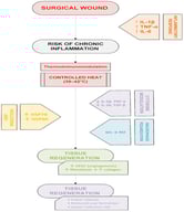 The wound inflammatory response and the role of cytokines and macrophages in wound healing [56].