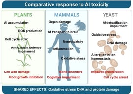 Mechanisms of Aluminum (Al)-induced toxicity in plant cells. Exposure of plants to Al leads to excessive ROS production, overwhelming the antioxidant defense system and causing redox imbalance (1). This oxidative stress subsequently results in ionic imbalance, particularly through impairment of Ca2+ and Mg2+ homeostasis (2). Al exposure is also associated with DNA damage, leading to mutations and cell cycle disturbances (3), as well as chromosome fragmentation and missegregation during cell division (4). In addition, Al induces cytoskeletal abnormalities through tubulin remodeling, altered polymerization, or disrupted polarity sensing (5). Alterations in protein synthesis and ribosomal biogenesis are commonly observed under Al toxicity (6). As a defense mechanism, plant cells sequester Al into the vacuole for detoxification (7). Al-mediated inhibition of cell growth is linked to metabolic alterations and hormonal imbalance (8), which may ultimately lead to cell death (9).