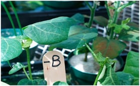 Deficiency symptoms of boron in cotton seedlings. Adapted from Bayer Crop Sciences.