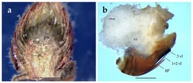 (a) Longitudinal section of Quercus virgiliana axillary bud: bs (bud scale), lp (leaf primordia), gm (ground meristem), pt (protoderm), pc (procambium) (scale bar = 1 mm; indicated by horizontal line) (b) Andricus quercustozae metasoma with ovipositor in lateral view: 1 + 2 vl (first and second valvulae), 3 vl (third valvula), gp (gonopore), ova (ovarium), vg (venom gland), vr (venom reservoir) (scale bar = 1 mm; indicated by horizontal line).