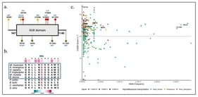 Schematic representation and functional annotation of CARD variants. (a) shows a schematic representation of the GUK (guanylate kinase-like) domain of CARD11, with missense variants mapped along the domain (positions 947–1140). Variants are color-coded according to AlphaMissense (in silico) predictions: green for likely benign, orange for ambiguous, and red for likely pathogenic. Functional classification of each variant is also indicated using the following codes: DN (dominant-negative), LoF (loss of function), NEf (no effect), W-DN (weak dominant-negative), and NA (not available). Detailed functional evidence, ACMG interpretation, and supporting references for each variant are provided in Table 1 and expanded in Table S1. (b) displays a multiple sequence alignment of the region surrounding residue S995 across nine vertebrate species (Mus musculus, Rattus norvegicus, Homo sapiens, Pan troglodytes, Macaca mulatta, Bos taurus, Phalacrocorax carbo, Bufo bufo, Carcharodon carcharias, and Danio rerio), with the serine at position 995 highlighted in red and background shading indicating conservation strength (darker pink for higher conservation). The blue box delineates the subset of mammalian species, and the asterisk (*) denotes residues that are highly conserved within this group. (c) presents a scatterplot of CADD score (v1.7) versus allele frequency for CARD10, CARD11, and CARD14 variants. Each point represents a variant, with shape indicating gene (● CARD10, ▲ CARD11, ■ CARD14) and color indicating AlphaMissense classification (green: likely benign; orange: ambiguous; red: likely pathogenic). A horizontal dashed line marks the CADD threshold of 20 for high deleteriousness, and selected variants are annotated by their amino acid changes.