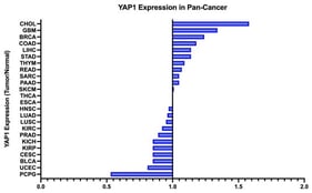 YAP1 expression in pan-cancer. Median expression ratio of YAP1 in tumor tissue compared to adjacent normal tissue across multiple cancer types (pan-cancer analysis) using The Cancer Genome Atlas (TCGA) data. Cancer type abbreviations (TCGA): CHOL (cholangiocarcinoma), GBM (glioblastoma multiforme), BRCA (breast invasive carcinoma), COAD (colon adenocarcinoma), LIHC (liver hepatocellular carcinoma), STAD (stomach adenocarcinoma), THYM (thymoma), READ (rectum adenocarcinoma), SARC (sarcoma), PAAD (pancreatic adenocarcinoma), SKCM (skin cutaneous melanoma), THCA (thyroid carcinoma), PRAD (prostate adenocarcinoma), HNSC (head and neck squamous cell carcinoma), LUAD (lung adenocarcinoma), LUSC (lung squamous cell carcinoma), KIRC (kidney renal clear cell carcinoma), PRAD (prostate adenocarcinoma), KICH (kidney chromophobe), KIRP (kidney renal papillary cell carcinoma), CESC (cervical squamous cell carcinoma and endocervical adenocarcinoma), ESCA (esophageal carcinoma), UCEC (uterine corpus endometrial carcinoma), PCPG (pheochromocytoma and paraganglioma).