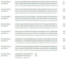Sequence alignment, where (*) denotes identity, indicating an exact match between both sequences, while (:) and (.) represent similarity, corresponding to conservative substitutions indicating high and low similarity, respectively.