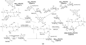 The scheme of synthesis of (a) a series of macrophage phenotype profiling (FITC) ligands and (b) a series of macrophage remodeling (Dox) ligands.