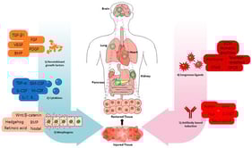Molecular strategies for programming stem-cell differentiation through administered signals. Schematic overview of differentiation strategies driven by five major sections: (1) recombinant growth factors; (2) cytokines; (3) morphogens; (4) exogenous ligands; and (5) agonist antibody-based induction. Conventional approaches rely on recombinant growth factors and cytokines to promote lineage commitment and expansion, while morphogens provide concentration-dependent patterning cues during fate specification. Exogenous ligands, including hormonal and nuclear-receptor ligands, GPCR ligands, and ECM-mimetic peptides, enable chemically defined and temporally confined modulation of intracellular signaling to stabilize differentiation and promote maturation. In contrast, agonist antibodies function as drug-like surrogate ligands that directly engage cell-surface receptors, encoding receptor clustering geometry, signaling strength, and tissue tropism within a single molecule. Antibody-mediated induction uniquely couples fate specification with organ-specific homing, enabling differentiated cells to migrate to injured tissues and contribute to functional restoration. Together, these sections illustrate a continuum from traditional soluble factors to programmable antibody-based signaling platforms for stem-cell differentiation and regenerative repair.