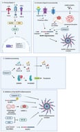 Canonical activation and regulation of the NLRP3 inflammasome: (A) priming, (B) assembly, (C) cytokine processing, and (D) inhibitory mechanisms. Created with BioRender.com.