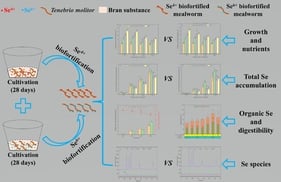 Effects of selenite (Se4+) and selenate (Se6+) on the biomass (A,C) and biomass increase rate (B,D) of the mealworm T. molitor at different sampling times. Different capital letters indicate significant differences (p < 0.05) within the same Se treatment at various cultivation times, and different lowercase letters indicate significant differences (p < 0.05) within the same cultivation time at different Se concentrations.