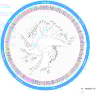 The phylogenetic tree of odorant-binding proteins (OBPs) from Phthorimaea operculella and Phthorimaea absoluta was constructed using maximum-likelihood (ML) methods. B. mori (dark blue), D. plexippus (brown), H. melpomene (magenta), P. absoluta (purple), P. operculella (green), P. xylostella (black), S.exigua (orange), and S. litura (light blue). The tree highlights the Classic, Minus-C, and Plus-C subfamilies and the PBP and GOBP clades. Bootstrap support values are indicated for each branch, with the scale bar representing branch length, helping to elucidate the phylogenetic distribution and conservation of CSPs across different species.