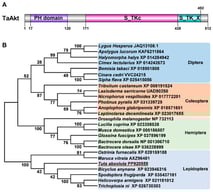 Domain architecture and phylogenetic analysis of TaAkt from T. absoluta. (A) Schematic representation of the conserved domains of the TaAkt protein, including the pleckstrin homology (PH) domain, the serine/threonine protein kinase catalytic domain (S_TKC), and the serine/threonine-type protein kinase extension domain (S_TK_X). (B) Phylogenetic tree of insect Akt proteins is constructed using the neighbor-joining method with 1000 bootstrap replicates. TaAkt is highlighted with a red line, and GenBank accession numbers for each species are listed in the tree.