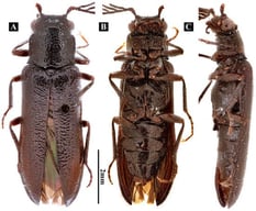 Habitus of Plastocerus thoracicus. (A): Dorsal view. (B): Ventral view. (C): Lateral view.