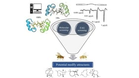 Representative docking poses of trimedlure C with selected medfly OBPs and ORs. Panels show predicted ligand–protein interactions for: (A) CcapOBP84a-2, (B) CcapOBP99c, (C) CcOR83b, and (D) CcOR85b. Proteins are represented in navy blue, whereas trimedlure C is represented in goldenrod. Additional docking poses are provided in Supplementary Figure S2.