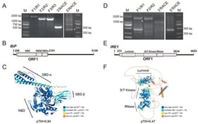Amplification and sequence analysis of BiP and IRE1. (A,D) Full-length amplification of BiP and IRE1 transcripts, respectively. Primers used are listed in Table S1. Lane M: DL2000 DNA marker. White arrowheads indicate the specific amplicons. (B,E) Molecular organizations of BiP and IRE1 transcripts, respectively. Open reading frames (ORFs) and conserved domains are denoted as gray boxes. (C,F) Predicted three-dimensional structures of the BiP and IRE1 proteins, respectively. Conserved domains are highlighted, and model quality scores (pLDDT: predicted Local Distance Difference Test; pTM: predicted Template Modeling score) are provided.