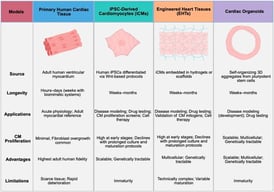 Comparison of various human model systems to study CM proliferation. Created in BioRender. McLane, R. (2026) https://BioRender.com/megafdt (accessed on 28 January 2026).