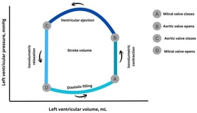 Schematic representation of the left ventricular pressure–volume loop in normal conditions. The loop illustrates the sequential mechanical events of a single cardiac cycle, including pressure rise at constant volume (isovolumetric contraction), systolic blood ejection into the arterial circulation, pressure decline at unchanged volume (isovolumetric relaxation), and diastolic ventricular filling preceding the next contraction. Different colors indicate the distinct phases of the cardiac cycle, and arrows denote their sequential progression.
