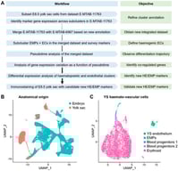 Re-analysis of E8.5 mouse embryonic scRNAseq data to study yolk sac EHT. (A) Workflow for the integrated re-analysis of mouse embryonic scRNAseq datasets E-MTAB-11763 and E-MTAB-6967. (B) UMAP of dataset E-MTAB-11763 showing cells sequenced from the E8.5 mouse embryo and labelled according to their anatomical origin as embryo and yolk sac. (C) UMAP obtained by subsetting haemato-vascular cells from the E8.5 yolk sac from E-MTAB-11763 and labelled based on our refined cluster annotation. EMP: erythro-myeloid progenitor; EC: endothelial cell; HE: haemogenic endothelium; YS: yolk sac.