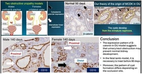 Representative hematoxylin and eosin (H&amp;E) staining of fetal kidneys at 80 days of gestation. Panel (A) (normal kidney): Normal nephrogenic structures are highlighted. The red arrow indicates the nephrogenic zone, the green arrows point to the metanephric mesenchyme, and the yellow circle marks the ureteric bud. Panel (B) (obstructed kidney, OU): Developing cystic dysplasia is shown. The yellow circle indicates the ureteric bud, and the white arrows point to a cyst in the process of formation. Scale bar = 100 μm.