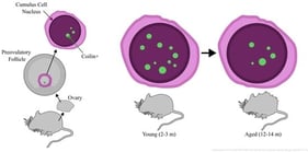 Schematic visualization of the macro generating data: (1) identification and cropping of individual nuclei from *.lif stacks; (2) segmentation of nuclear objects from both channels, generating segmented TIFF files; (3) extraction of quantitative parameters into tabular format (*.csv file). Nuclear objects are designated as follows: blue circle, nuclear contour; red square, DAPI-positive region; green triangle, localization zone of the protein of interest (coilin). A, B, C—the number of bodies, their size and fluorescence intensity.