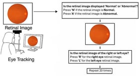 Procedural flow of the retinal image–viewing experiment. Participants first completed a saccadic eye-movement task, followed by the presentation and viewing of retinal images.