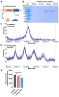 Characterization of KYNase-Fc. (A) Schemes of the expression and structure of KYNase-Fc. The human IgG1 Fc fragment was genetically fused to the C-terminal of KYNase to construct the KYNase-Fc plasmid, followed by expression in E. coli. (B) SDS-PAGE analysis of purified KYNase-Fc monomeric fragment. Marker, molecular weight standard; FT, flow-through fraction. The red box indicates KYNase-Fc. (C) Representative MALDI-TOF mass spectrum of KYNase-Fc. (D) Representative MALDI-TOF mass spectrum of KYNase-PEG. (E) Enzymatic activity of KYNase, KYNase-Fc and KYNase-PEG. nmol/min/mg KYNase, the amounts of substrate kynurenine metabolized per milligram of KYNase per min. Data are presented as mean ± SD (n = 3). Statistical significance was calculated by one-way ANOVA with Tukey’s multiple comparisons test. * p < 0.05, *** p < 0.001.
