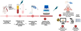 Workflow of experimental design. Schematic representation of the preparation of native and heat-denatured PPP, membrane conditioning, surgical creation of rat calvarial defects, and subsequent micro-CT and histological analyses.