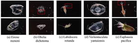 Intraspecific differences in zooplankton in different postures. Boxed areas highlight subtle morphological features prone to segmentation errors.