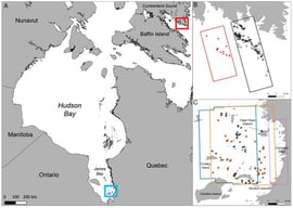 (A) Satellite imagery acquired in Cumberland Sound (red) and James Bay (blue). (B) Foot prints of 31 cm very-high-resolution (VHR) satellite imagery from 5 February 2022 (red) and 14 March 2022 (black) in Cumberland Sound and (C) 29 January 2024 (solid blue), 22 February (dashed orange), and 5 March 2024 (dotted purple) in James Bay. Points indicate locations of uncertain detections in 31 cm resolution imagery. Open and closed points indicate uncertain detections in 31 cm and 15 cm resolution imagery, respectively.
