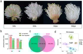 Characterization of phosphorylation in F. filiformis during postharvest storage. (a) Visual degradation (discoloration and deterioration) in SB and RB F. filiformis fruiting bodies pre- and post-24 h storage. (b) upregulated and downregulated phosphorylation sites in two cultivars. (c) Venn diagram of shared phosphorylation sites with significant changes between two cultivars during storage. (d) Principal component analysis (PCA) for all samples. SBh, susceptible-to-browning phenotype at 0 h; RBh, resistant-to-browning phenotype at 0 h; SBph, susceptible-to-browning phenotype after 24 h postharvest; RBph, resistant-to-browning phenotype after 24 h postharvest.