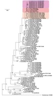 Maximum-likelihood phylogenetic tree of Cladobotryum/Hypomyces strains based on the concatenated ITS, rpb2, and tef-1a regions. Branch support values are shown at supported nodes as ultrafast bootstrap (UFBoot). The analysis was performed in IQ-TREE v2.1.3 under the TN + F + R3 substitution model. The tree is rooted with the fungicolous isolate Fusarium sp. as the outgroup, and branch lengths represent substitutions per site. C. rubrobrunnescens, C. tenue, and URP clades are highlighted. The strain ATHUM 6904, designated as the holotype of C. rhodochroum nov. sp., is indicated in blue. The strains of the species of interest are shown in different colors, i.e., light orange, rose, and plum for C. rubrobrunnescens, C. tenue, and the ‘Unidentified Red-Pigmented’ (URP) cluster, respectively, to which the new species C. rhodochroum be-longs.
