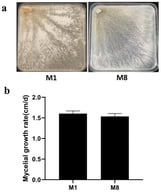 The cultural characteristics of sclerotia-producing (M1) and non-sclerotia-producing (M8) isolates of Morchella eximia. (a) The morphological characteristics of M. eximia isolates grow in a PDA plate. (b) The mycelial growth rate of M. eximia isolates.