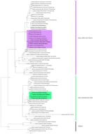 Concatenated three-locus (nc rDNA ITS, 28S and rpb2) phylogenetic analysis by maximum likelihood of Lactifluus species. Bootstrap scores (only values ≥ 70)/Posterior probabilities (only values ≥ 0.90) are indicated above branches. New species are indicated in bold: Lactifluus luteopallidus in the purple clade and L. mariae in the green clade.