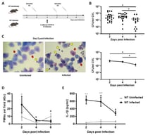 Establishment of Infection and Local Inflammatory Profile During Experimental Vaginal Candidiasis in C57BL/6 (WT) Mice. (A) Schematic representation of the murine VVC model in WT mice. (B) Individual (top) and mean (bottom) intravaginal fungal load, expressed as C. albicans CFU per mL of CVL, in Infected WT mice at days 2, 4, and 8 post infection. Values represent the mean ± SEM (n ≥ 14). Data were analyzed using the Mann–Whitney test at each specific time point. * p < 0.05. (C) Representative images of the cell populations present in CVL cytospin from Uninfected or Infected mice at day 2 post infection, stained with May–Grünwald Giemsa (×400 magnification). Red arrows indicate the ECs, and yellow arrows indicate the PMNs. (D) PMN counts from CVL cytospin preparations of Uninfected (gray line) and Infected (black line) WT mice at days 2, 4, and 8 post infection, stained with May–Grunwald Giemsa (×40 magnification). Values represent the mean ± SEM (n ≥ 10). (E) IL-1β levels in CVL samples from Uninfected (gray line) and Infected (black line) mice at days 2, 4, and 8 post infection, determined by means of ELISA. Values represent the mean ± SEM (n ≥ 6). (D,E) Data were analyzed using two-way ANOVA. Black asterisks indicate significant differences within the Infected group relative to day 2. Gray asterisks indicate significant differences between the Uninfected and Infected groups at the same time point. * p < 0.05. ** p < 0.01. # p = 0.06 (Uninfected and Infected, day 2). WT: wild-type; SC: subcutaneous; IV: intravaginal; CFU: Colony-Forming Units; CVL: Cervicovaginal lavage; PMNs: Polymorphonuclear neutrophils; ECs: Epithelial cells. SEM = standard error of the mean; ANOVA = analysis of variance.