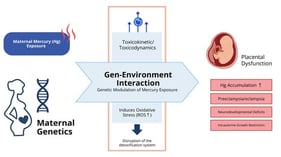PRISMA Flow Diagram. Flow diagram of the study identification and selection process. PRISMA 2020 checklists are provided in the Supplementary Materials Tables S3 and S4.