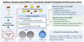 Schematic representation of the experimental designs for the short-term and long-term exposure models using mHippoE-18 cells, PC12 cells, and zebrafish larvae. In the short-term exposure, cells or larvae were treated with SNP for 2 h, followed by replacement with SNP-free medium or water for an additional 22 h before endpoint measurements. In the long-term exposure, cells or larvae were pre-incubated in culture medium or water for 4 h, after which SNP was added and maintained for 20 h before analysis. Control groups (C) received identical handling but without SNP exposure. Representative micrographs of mHippoE-18 cells (100×), PC12 cells (100×), and zebrafish larvae (25×) are shown on the left.