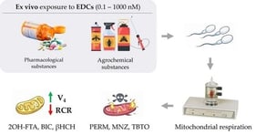 Establishment of the ex vivo model by exposing human sperm samples to increasing concentrations of the reference compounds nicotinamide adenine dinucleotide reduced (NADH) and carbonyl cyanide 4-chlorophenyl hydrazone (CCCP). (a) Respiratory control ratio (RCR), together with changes in (b) oxygen consumption during the active respiratory state (V3) and (c) oxygen consumption in the resting state (V4), were measured. Data are expressed as mean ± standard deviation (SD). Statistical analysis was performed using two-way analysis of variance (ANOVA) followed by Dunnett’s post hoc test. * p < 0.05, ** p < 0.005, *** p < 0.001 and **** p < 0.0001 versus control.