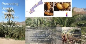 Description and image of Rhynchophorus ferrugineus. (A). Page 79 of the 5th volume of the Entomologie (Entomology) by A.G. Olivier in 1807 [2]. (B). Page 80 of the 5th volume of the Entomologie by A.G. Olivier in 1807 [2]. (C). Plate 2 corresponding to the 83rd genus (Charanson) in the 8th volume of the Entomologie by A.G. Olivier in 1808 [3].