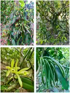 Morphological characteristics and cultivation systems of Vanilla planifolia Andrews. (A) Adult specimen exhibiting a monopodial climbing habit during the reproductive stage, showing racemose inflorescences and developing pods. (B) Plant established in a traditional or semi-intensive cultivation system, utilizing a citrus tree (Citrus sp.) as a phorophyte or living tutor for support and growth. (C) Detail of the yellowish-green flowers, displaying the modified labellum characteristic of this orchid species. (D) Fleshy cylindrical fruits (pods) in an advanced stage of maturity, reaching lengths of up to 25 cm prior to harvest, which typically occurs 6 to 9 months after pollination. Photos courtesy of David Moreno.